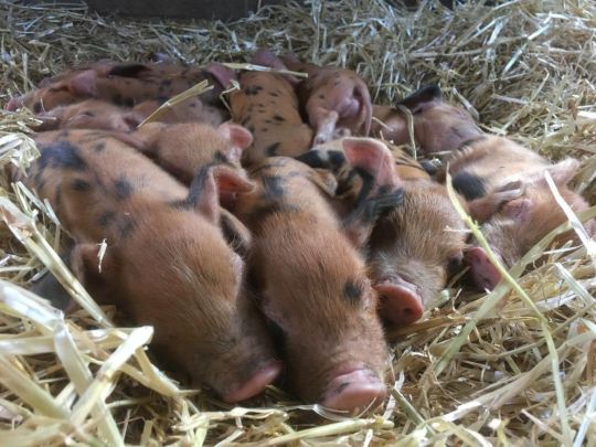The stolen piglets aren’t weaned and rely on a regular supply of milk from their mothers (Photo: @surreydocksfarm/Twitter)