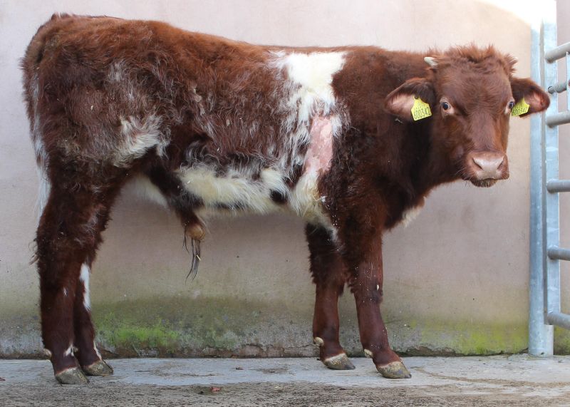 The lungworm threat extends late into grazing season, and cattle are at risk of the production-limiting disease