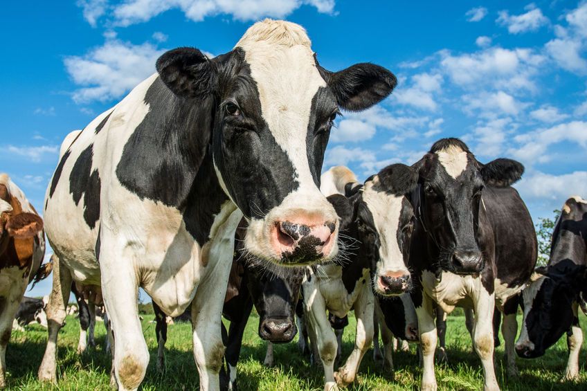 In UK dairy herds, up to one-third of cows are affected by disease or reproductive failure