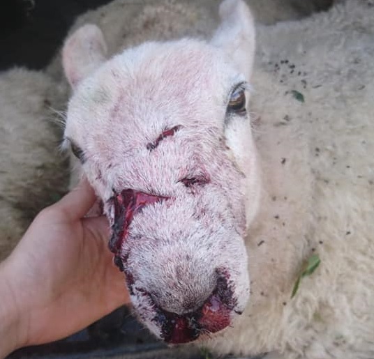17 sheep were attacked by two dogs, 12 fatally (Photo: Luke Smith/Facebook)
