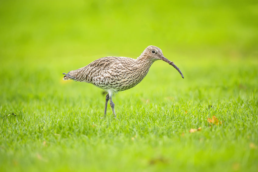 Identifying nesting sites and working with farmers to delay haying has halted the decline of curlews in Somerset