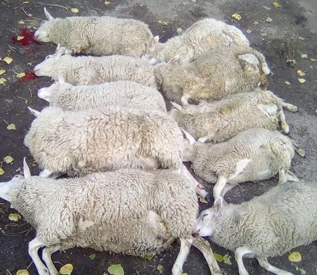 The farmer said "cruel and mindless" people broke into the field and started to mow sheep over with a vehicle (Photo: Lou Flint/Facebook)