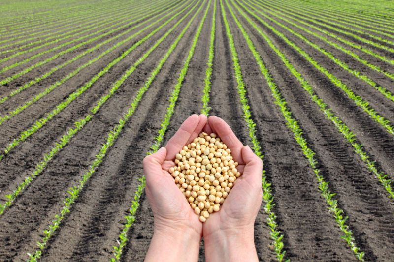 The US is now the EU's main supplier of soya beans, with a share of 52%