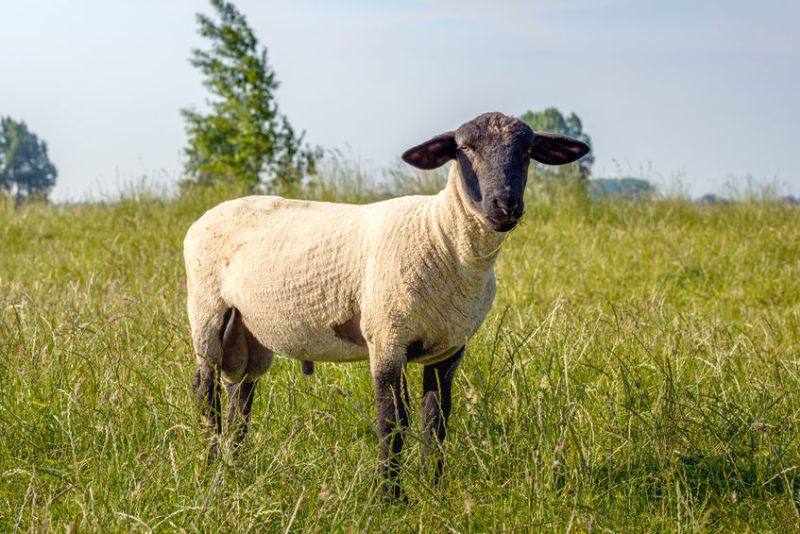 BRIDFA legacy sets to boost Welsh Suffolk sheep breeders