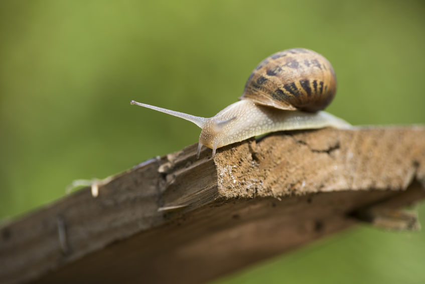 Besides food, collecting snail slime could be yet another money-spinner because of its acknowledged anti-aging properties for human skin