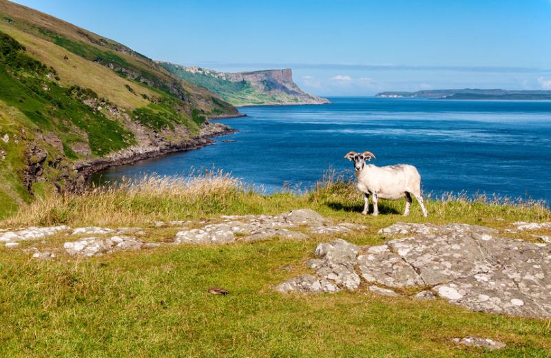 Sheep near cliffs on the northern coast of Antrim County in Northern Ireland