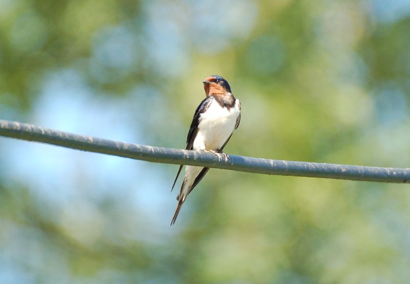 Wildflowers could be key in reversing swallow declines, the research suggests