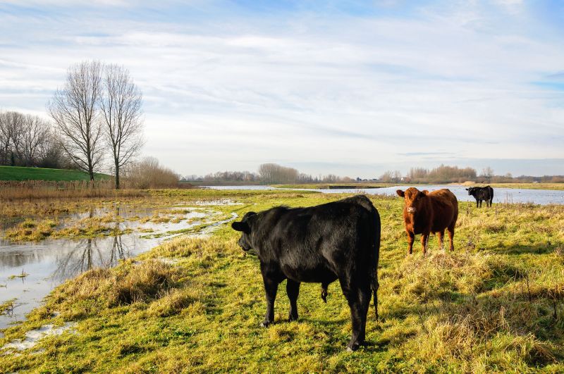 BVD in cattle is widespread in Wales, and the financial costs are high for farmers