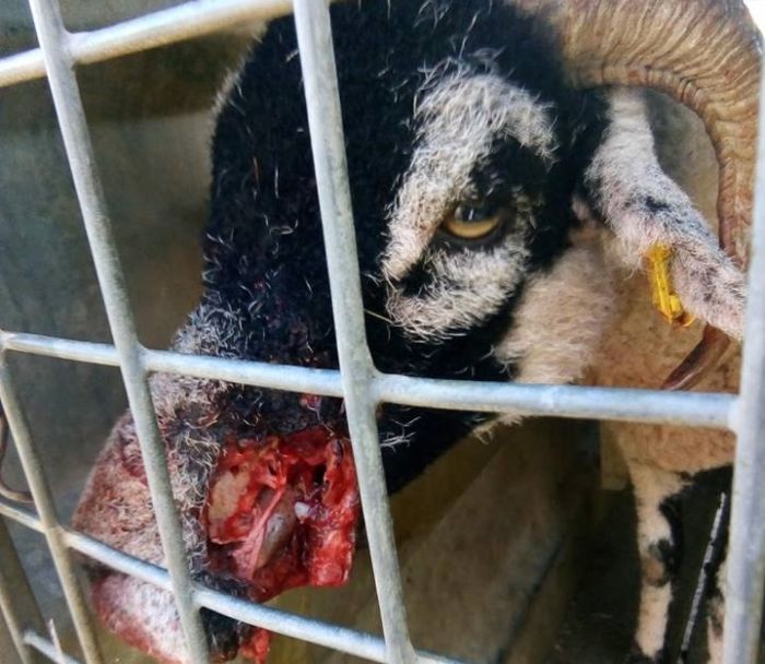 The sheep was left "torn to bits" after the dog attack on Pendle Hill, Lancashire (Photo: Bob Hargreaves/Facebook)