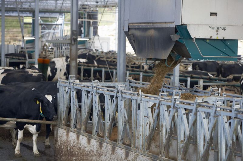 South West Dairy Development Centre's automated feeder in action