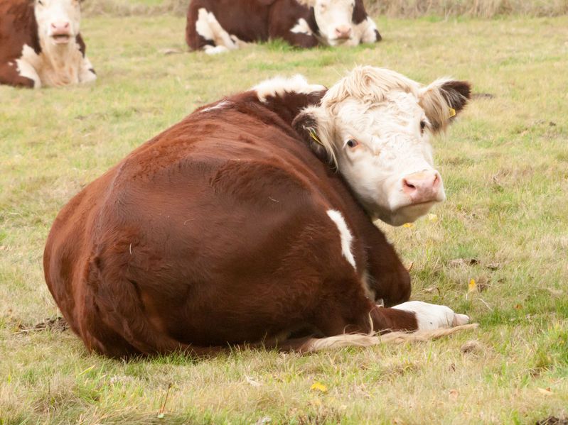 The cost of fighting Bovine TB is estimated to cost around £26m a year in Wales alone
