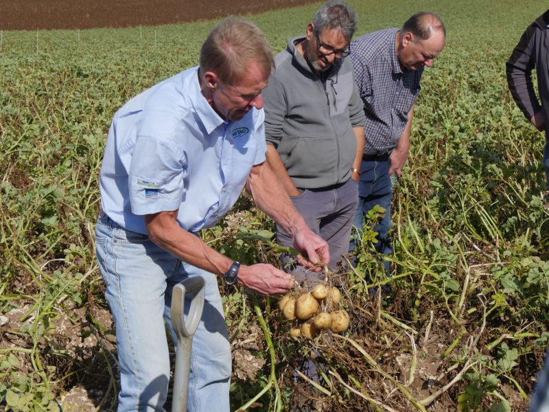 Potato expert Dr Mark Stalham inspects potatoes ahead of lifting