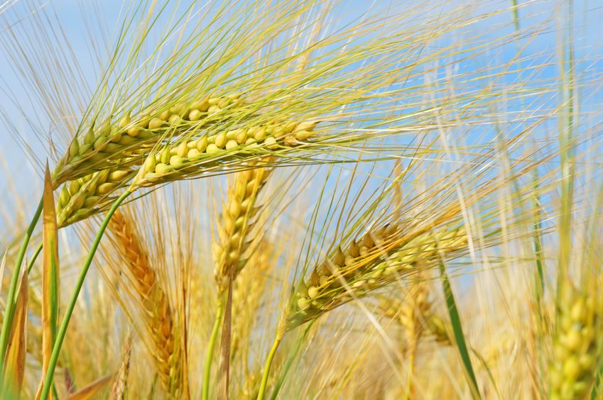 The dry and hot climatic conditions experienced throughout Europe this summer has affected yields