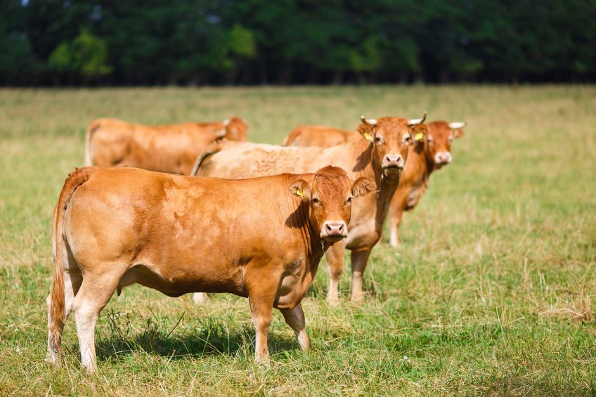 Two of the fourteen cattle are of the Limousin breed