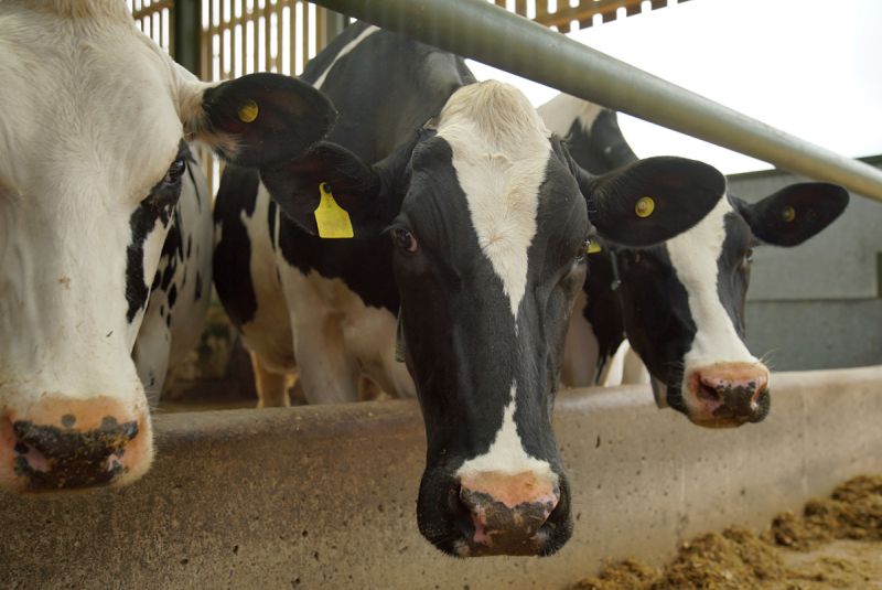 Deterioration of teat condition is consistent at this time of year, according to a dairy specialist