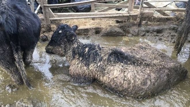 Cattle were drowning in muck, so emaciated they could not stand up and in many cases close to death (Photo: Cornwall Council)