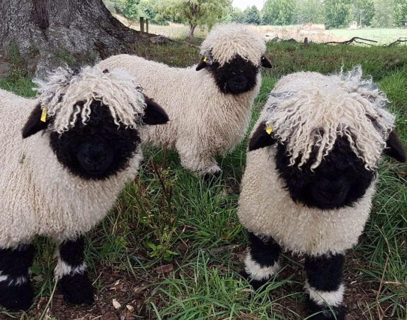 With the help of British breeders, the NZ couple now hope to introduce the breed to North America (Photo: Valais Blacknose NZ/Facebook)