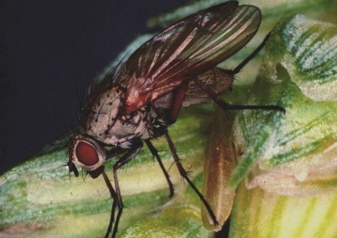 Wheat bulb fly is found more in the eastern half of England than in other parts of the UK (Photo: ADAS)
