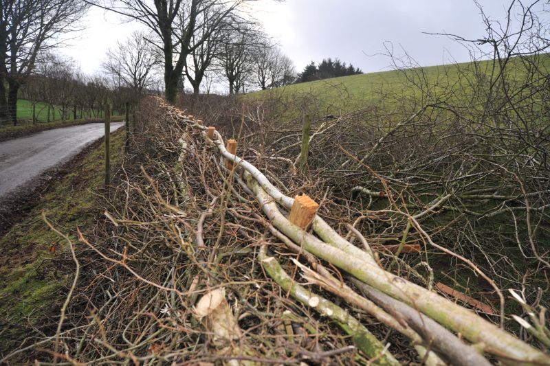 Farming Connect is offering up to 80% support for farmers completing practical hedge laying courses