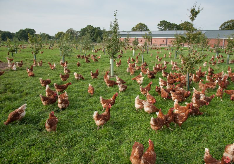 British Free Range Egg Producers Association aims to launch the model contract by the end of the year
