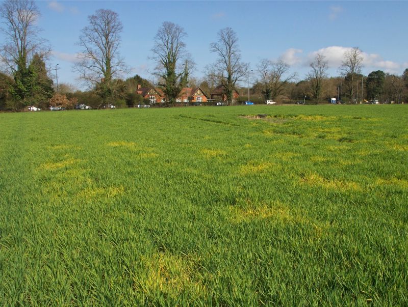 A field of winter barley infected with barley yellow dwarf virus, caused by virus-spreading aphids (Photo: Dewar Crop Protection)