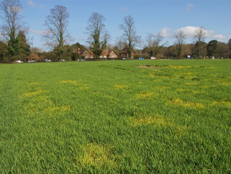 A field of winter barley infected with barley yellow dwarf virus, caused by virus-spreading aphids (Photo: Dewar Crop Protection)