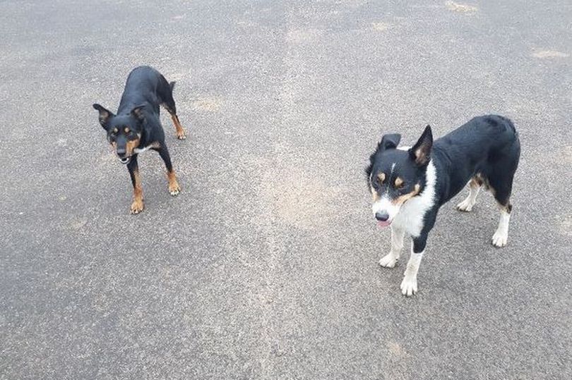Two of the farmer's stolen dogs, Sean and Sue, were safely returned thanks to a quick thinking resident