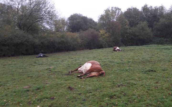 The cattle died after eating the needles and seeds of yews, which are highly poisonous to livestock (Photo: Newlyns Farm Shop/Facebook)