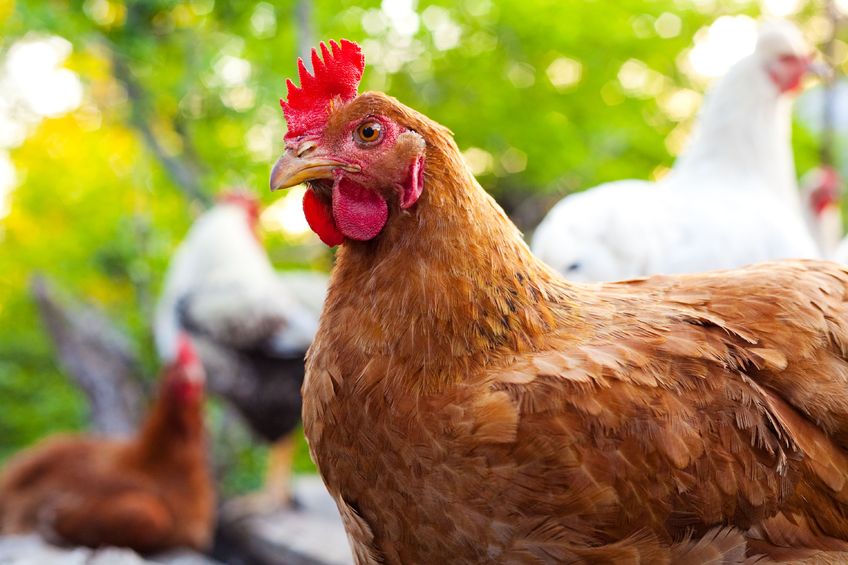 Examples of measures developed within the new guidance includes assessing feather loss on laying hens