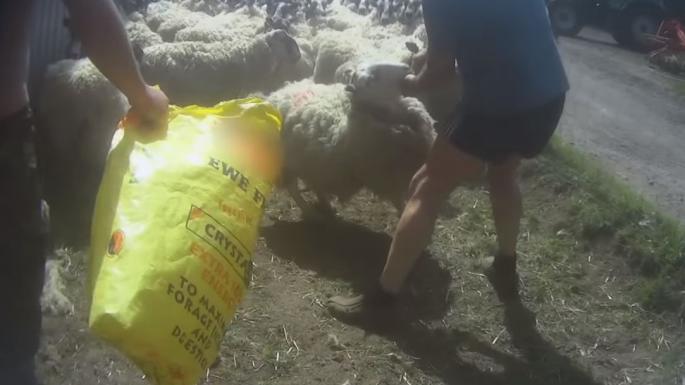 The video footage observed 24 sheep farms toured by shearers