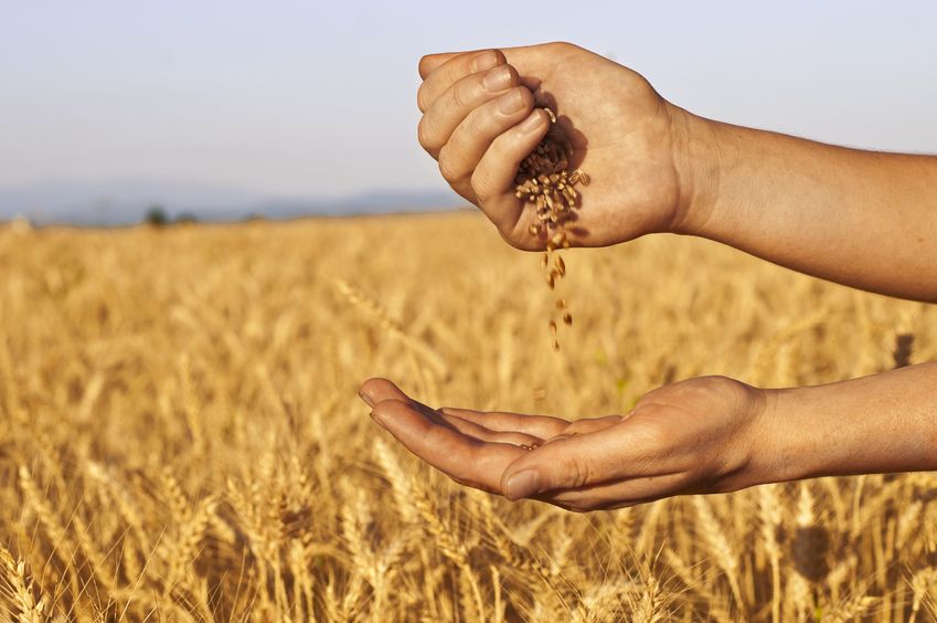 There's a mixed picture for the world's cereal and oilseed market