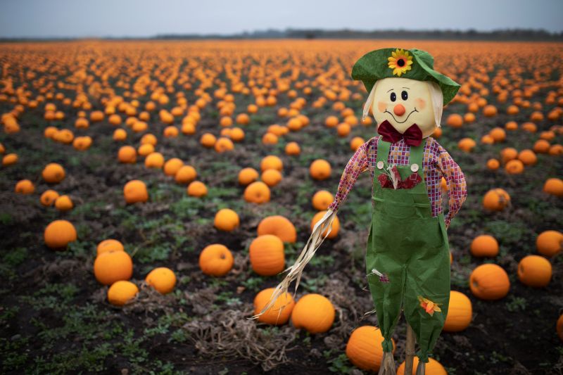 Growers have employed ‘lo-fi’ growing methods – techniques which require little to no technology – such as scarecrows to ward-off birds and maintain pumpkin quality