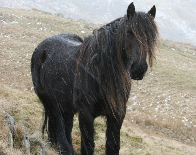 The Cumbrian hill farmer allowed Fell ponies to graze on SSSI land, without Natural England permission (CC BY-SA 2.0/PasuJoba)