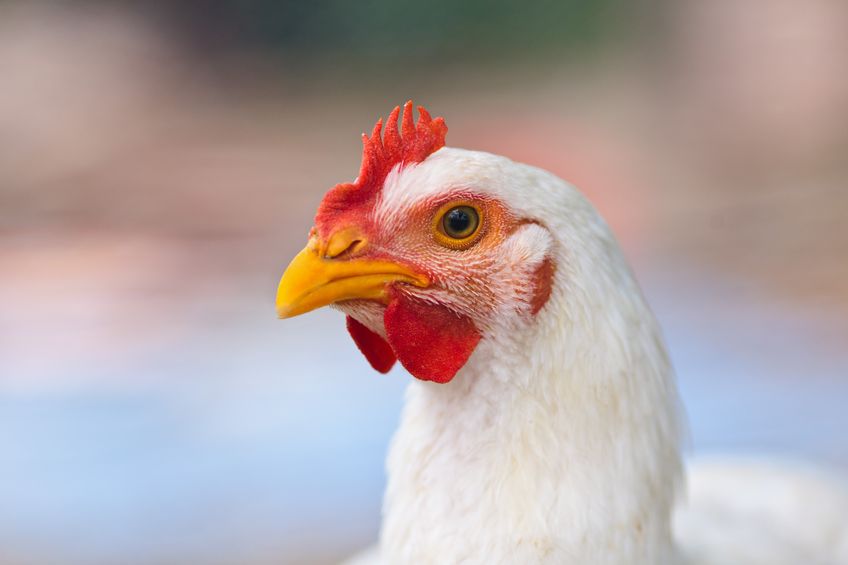 A new vaccine strategy shows promise against a widespread chicken disease