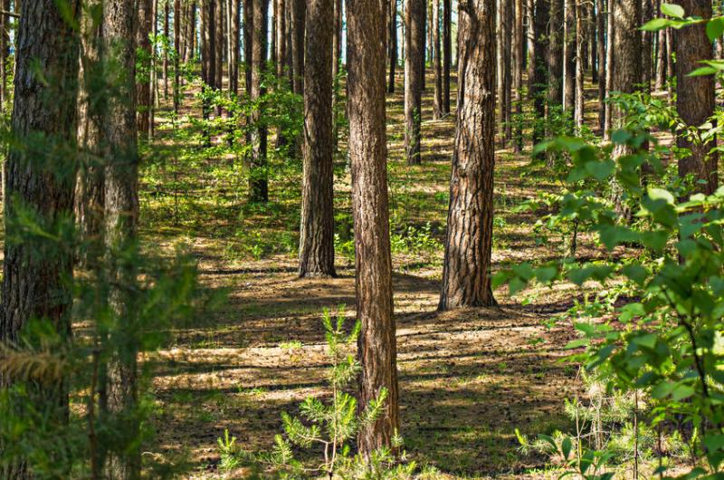 The new Forestry Investment Zone has been launched in Cumbria to help unlock the economic benefits of forestry