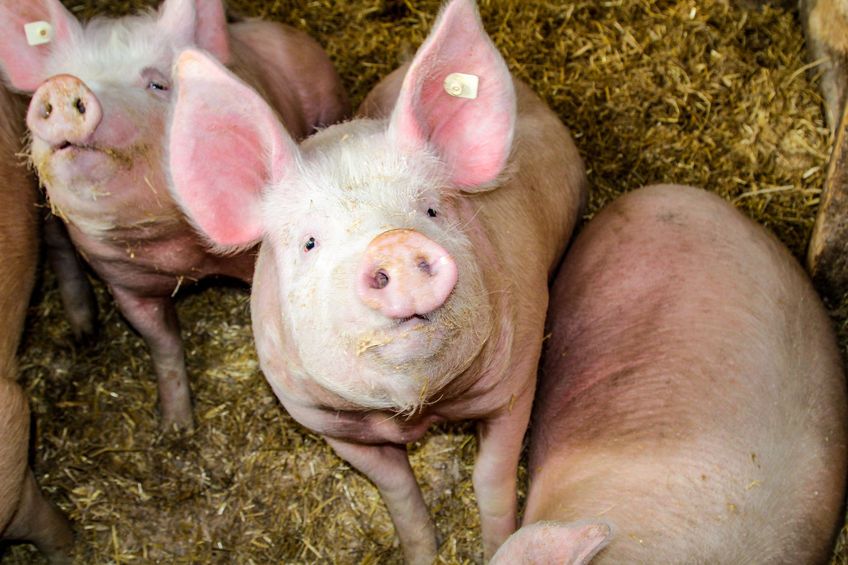 Two sows had to be euthanised by a veterinary surgeon on Mr Agnew's farm