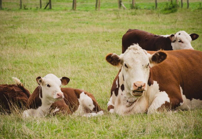 Four cattle were destroyed earlier this week for tests into the origin of the disease
