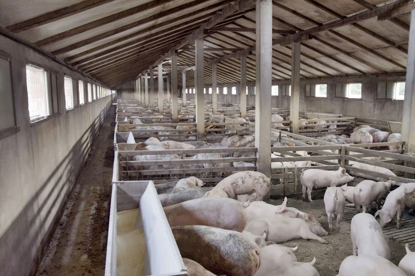 Researchers looked at the welfare level of sixty pig farms in Germany, ranging from 250 pigs to 11,000 pigs per farm