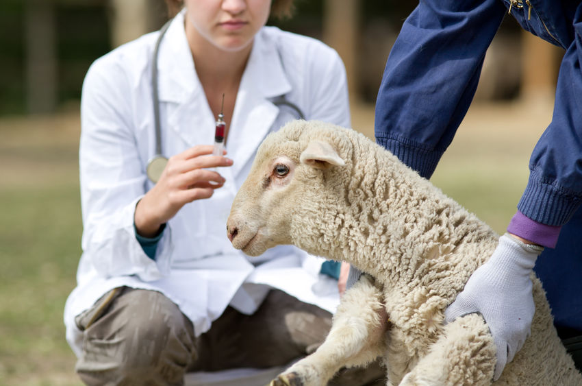 UK farmers have been urged to exercise "extreme caution" when importing sheep from 'at risk' countries