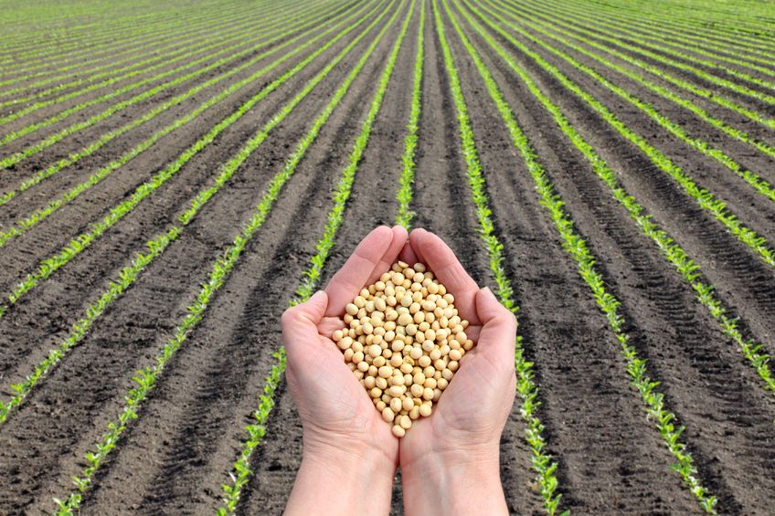 PhD research looking into the possibility of growing soybean as a profitable, low-carbon crop will now thrive