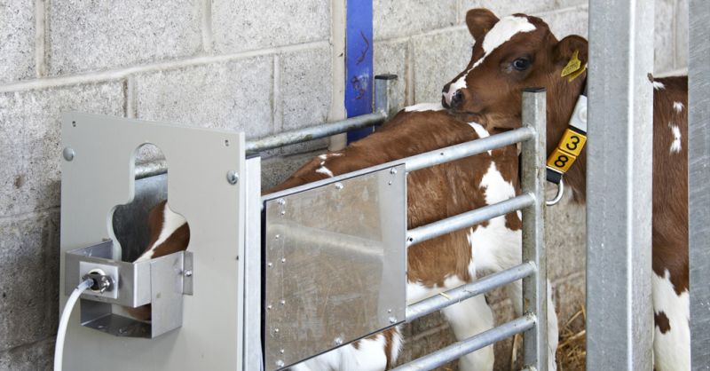 There’s a further opportunity during 2019 for calf rearers to seek government financial support to improve the efficiency of their youngstock rearing operation