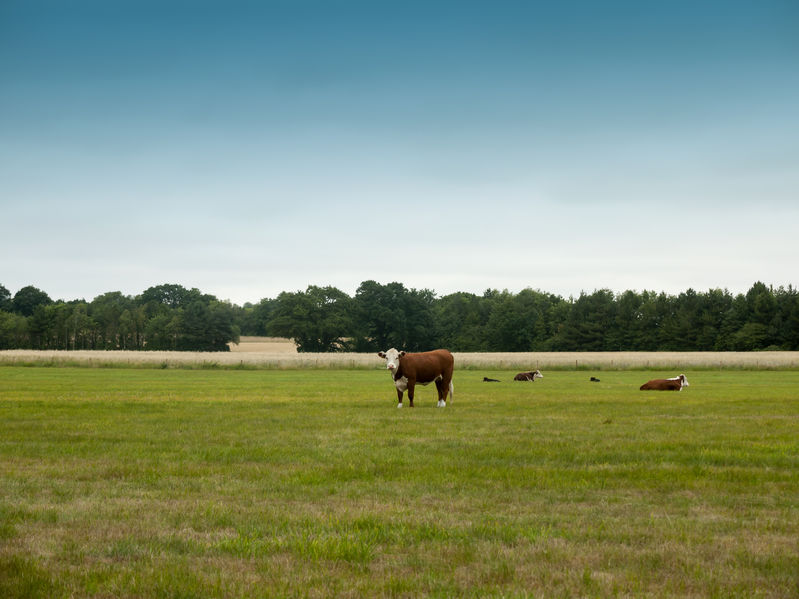 British Veterinary Association said it believes that there is a role for lay TB testers as part of a veterinary-led team