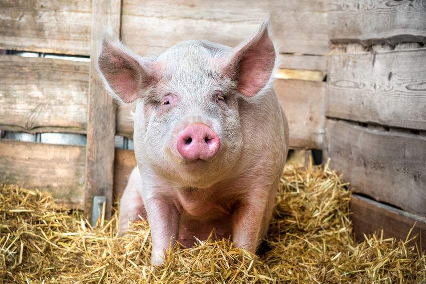 The David Black award is presented to someone who has made a valuable and sustained contribution to the British pig industry