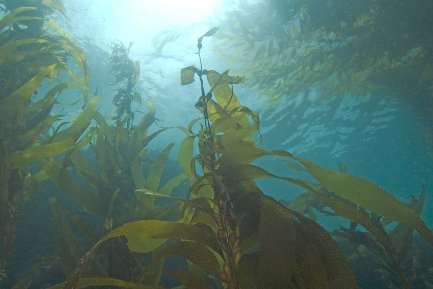 Seaweed components can be applied at different crop growth stages for maximum effect