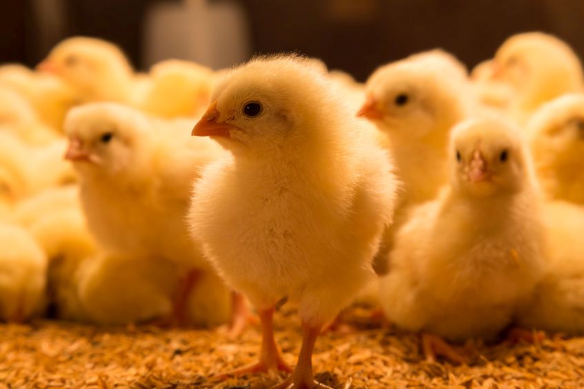 The chicks were being kept in a single 1,400-sq-m building
