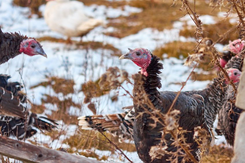 Farmers are urging the British public to support local businesses this Christmas