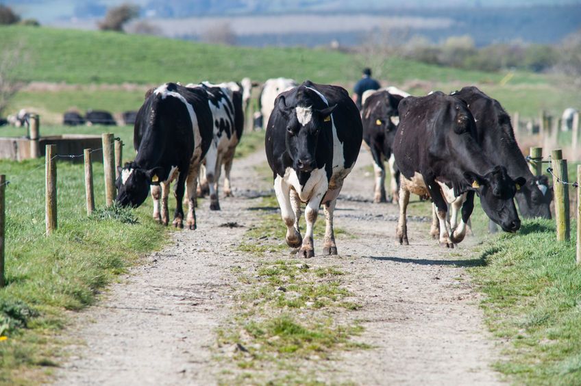 The additional payment is based on involvement by farmers in three herd health initiatives