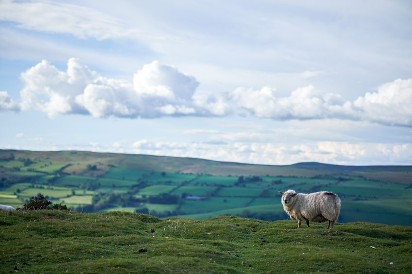 The UK's trading relationship with the EU will be a 'key determinant' of the future viability of farming businesses, according to NFU Cymru