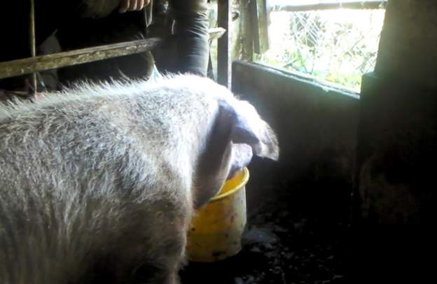 The 75-year-old farmer was found guilty of 12 animal welfare offences (Photo: Cornwall Council)