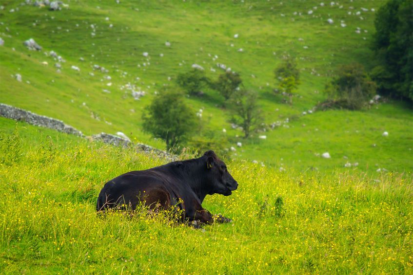 The UK's grass-fed and low-intensity livestock systems have a "positive story to tell"